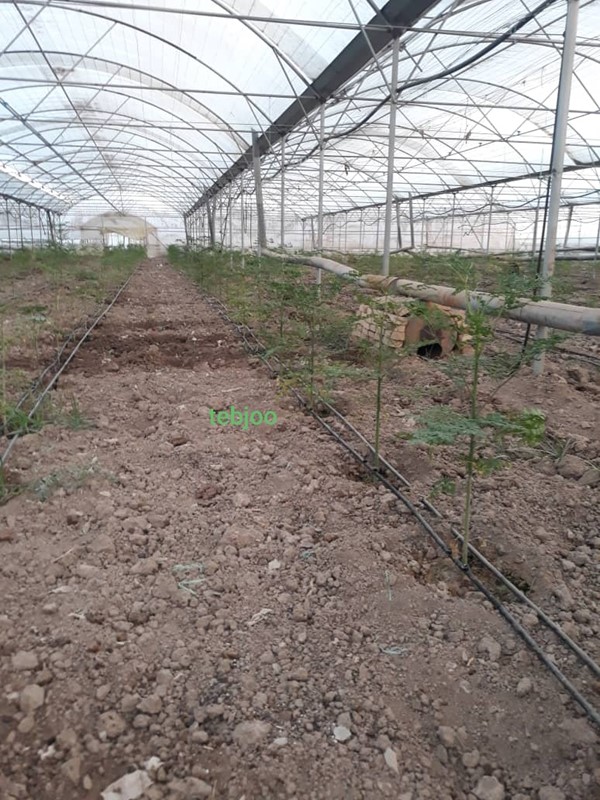 گلخانه مورینگا اولیفرا طب جو گیاه دارویی معجزه طبیعت